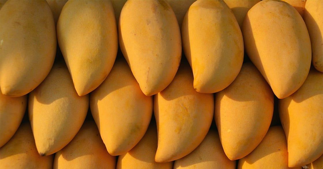 Premium Fresh MANGO Fruit Size 200–600 Grams Taste Sweet To Sweet-tart Flesh Color Orange To Yellow Chilled Shelf Life 2–3