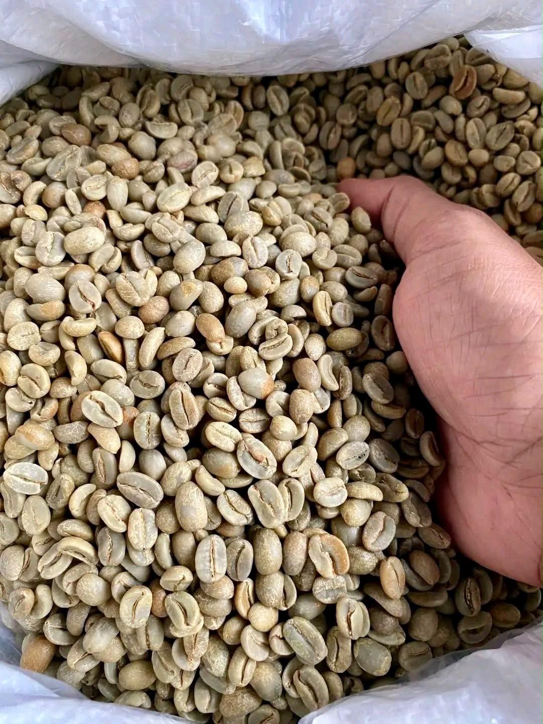 Robusta Green Coffee Beans
