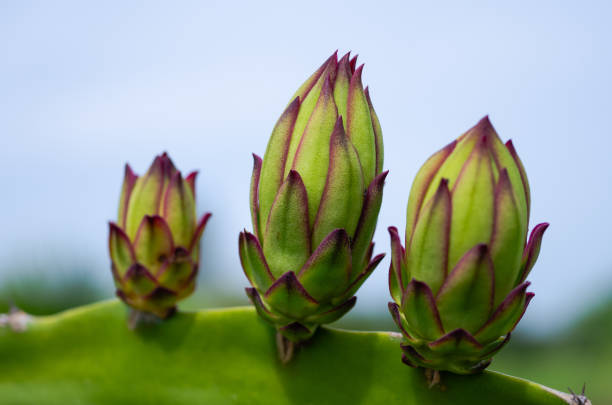 Top 7 Dragon Fruit Suppliers in United Kingdom in September 2025