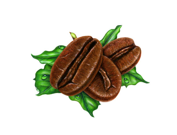 Arabica Coffee in Italy: Urgent 2025 Market Update & Top 3 Arabica Coffee Suppliers in Italy