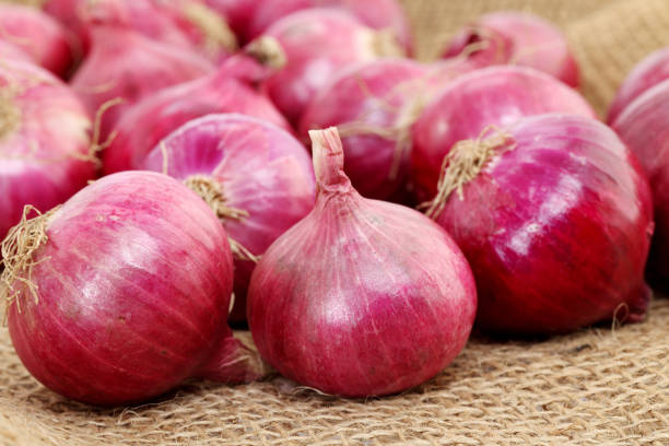 Top 10 Onion Suppliers in Global in Year 2025