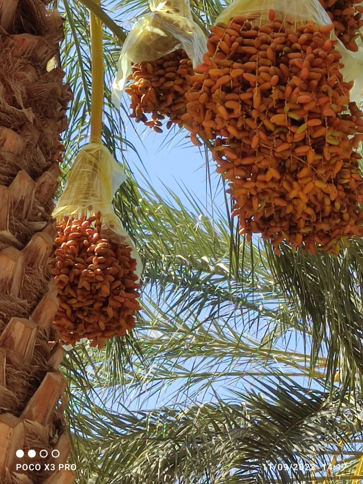 Deglet Nour Dates Image 2