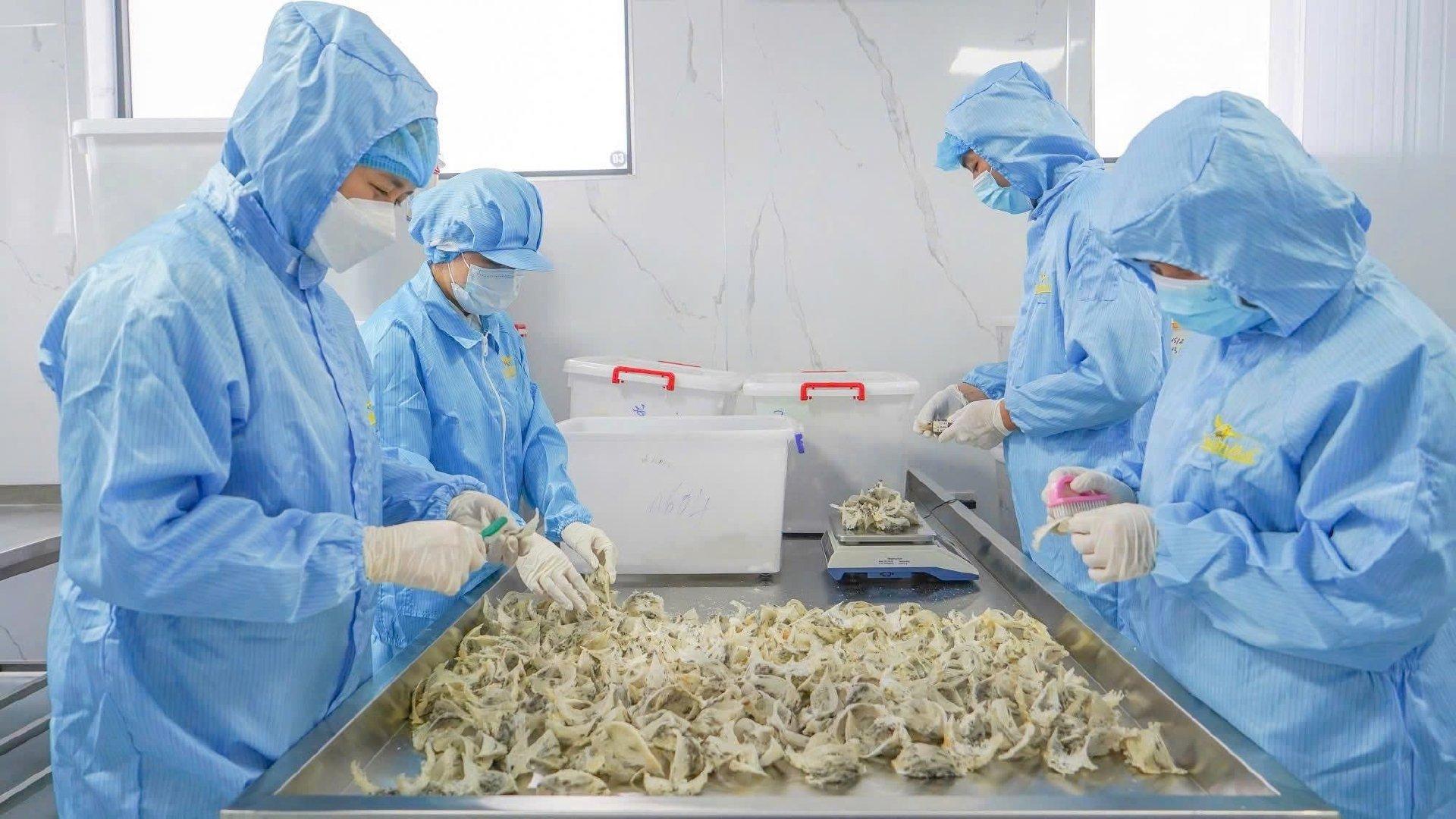 Premium Refined Bird’s Nest from Mekong Delta Vietnam