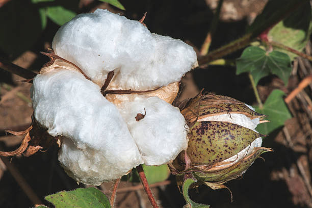 Top 6 Cotton Seed Suppliers in Canada in Quarter 2 of 2025: Navigating a Shifting Agricultural Landscape