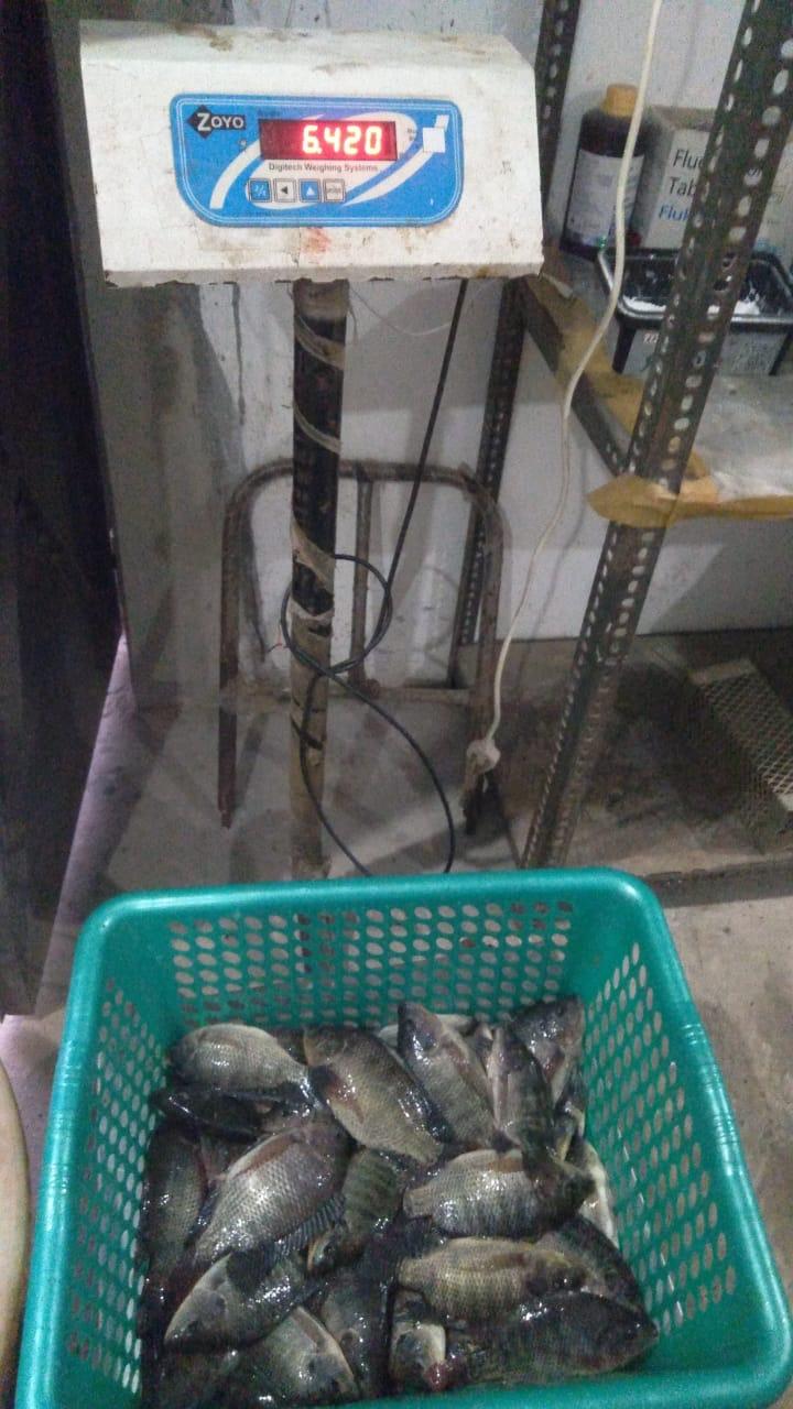 Freshwater Tilapia Fish