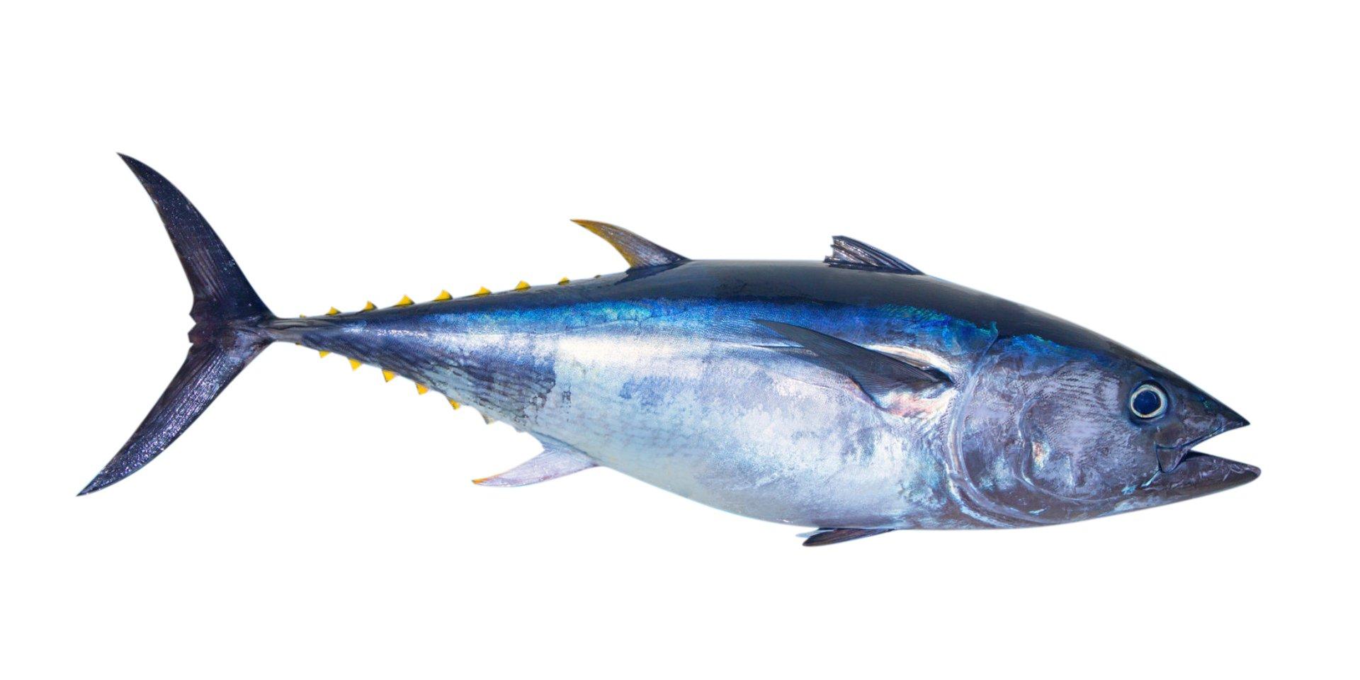 Frozen Tuna Packaging
