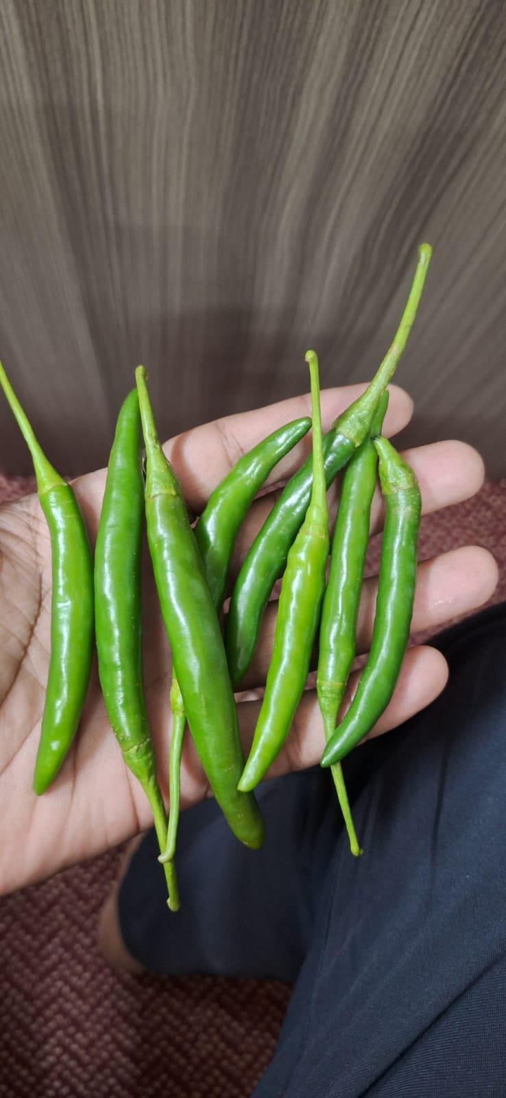 Green Chillies – product photo, product description