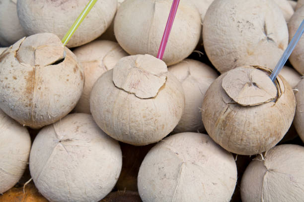 Your Expert Guide to Procuring Top-Tier Fresh Coconut: Top 7 Fresh Coconut Suppliers in United Arab Emirates in July 2025