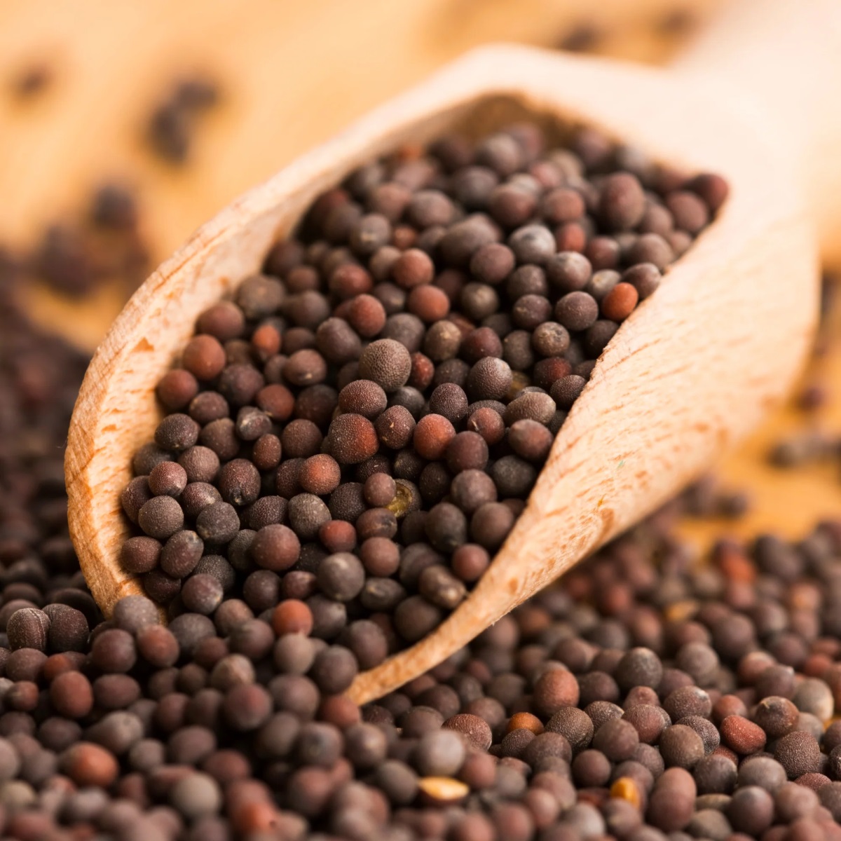 Indian Mustard Organic Spices & Herbs Dried Spices U2U312-UAthvikaSpice High Quality Pure Natural Fresh Black Mustard Seeds