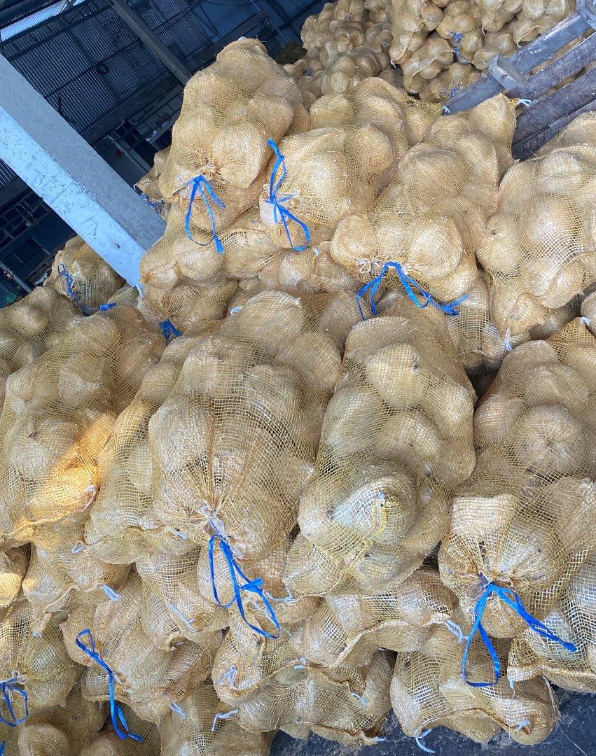 Mature coconut