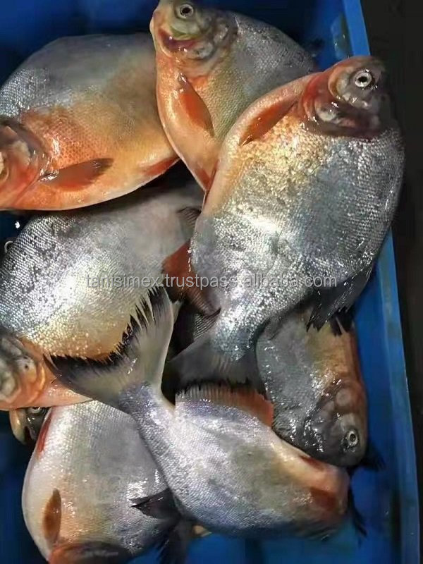 99bcd5d698e84e4581e9b30105e4a08e