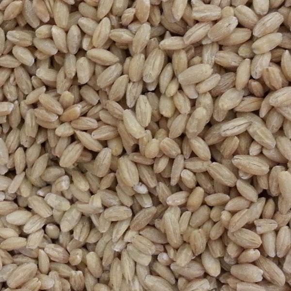 Barley Moisture ≤ 14% Origin South Africa Yeast And Mold ≤ 10² Cfu/g Acidity ≤ 4.0° (ml 0.1n Naoh) Total Plate Count ≤ 10⁴