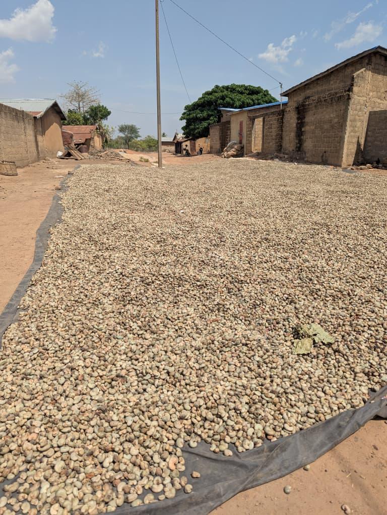 Benin Raw Cashew Nuts