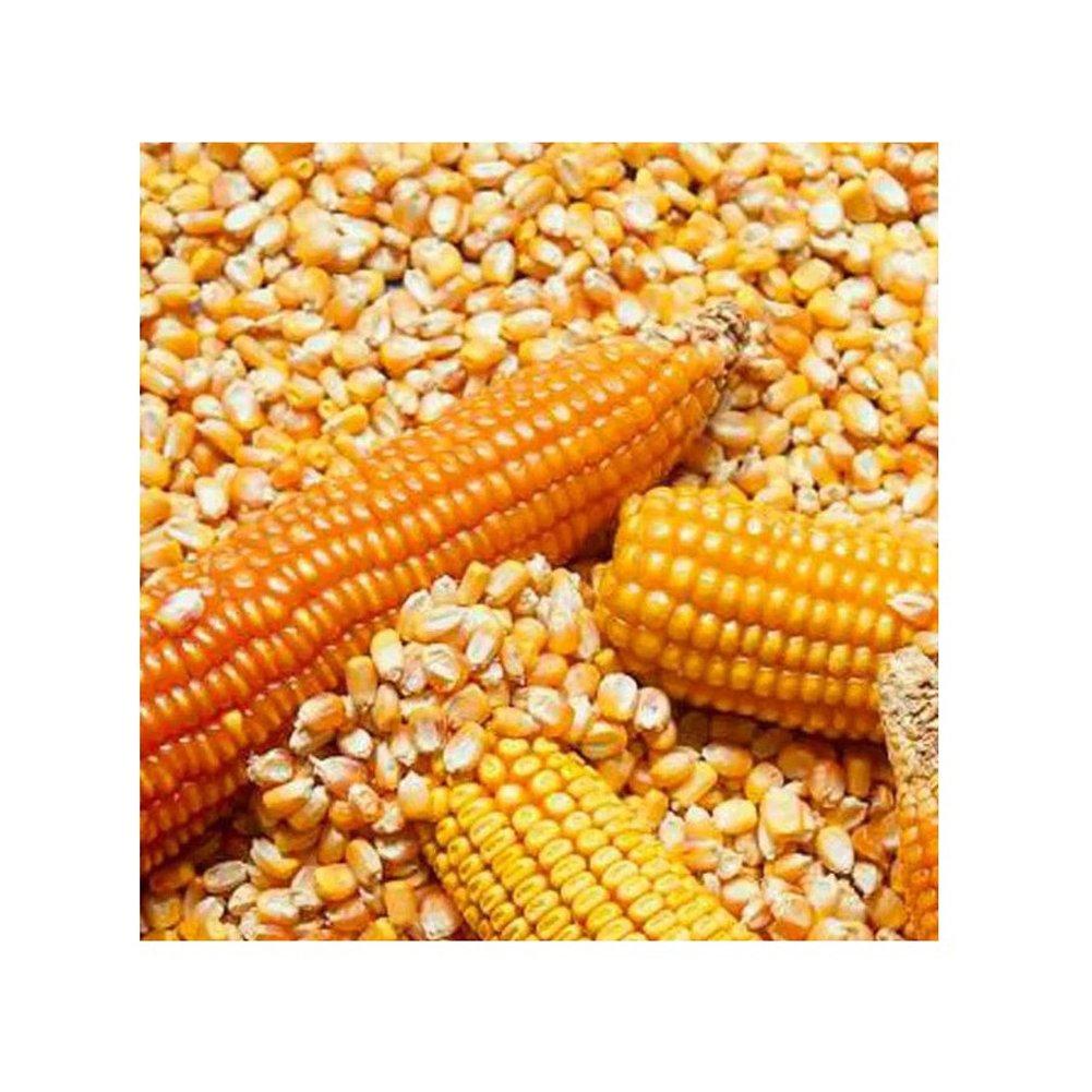 maize Type Corn Purity 98%+ Non Gmo Yes Color Yellow Moisture Content ≤14% Nutritional Value High Specification Non GMO yellow corn