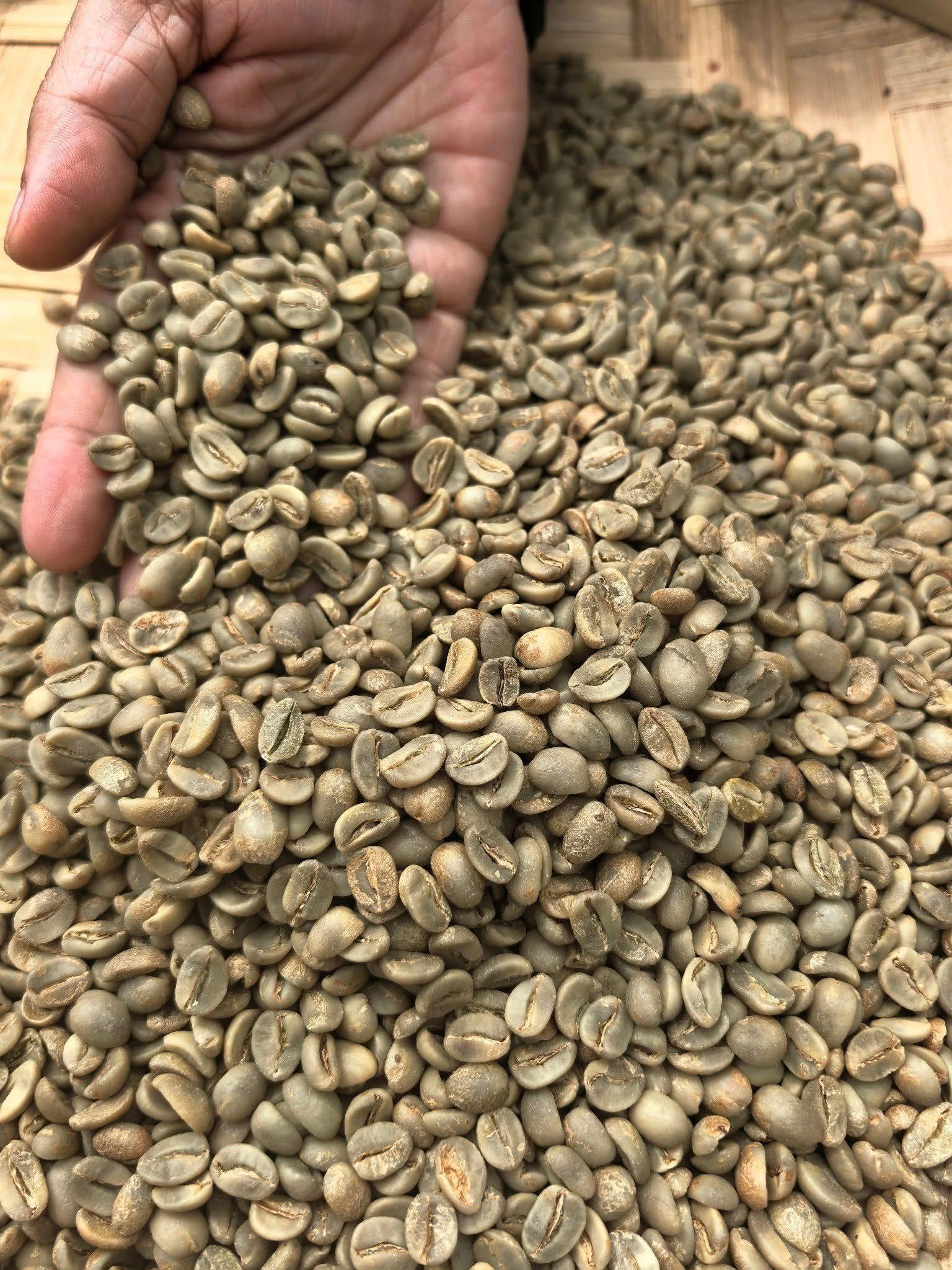Discover the Top 7 Arabica Coffee suppliers in Kenya - 5