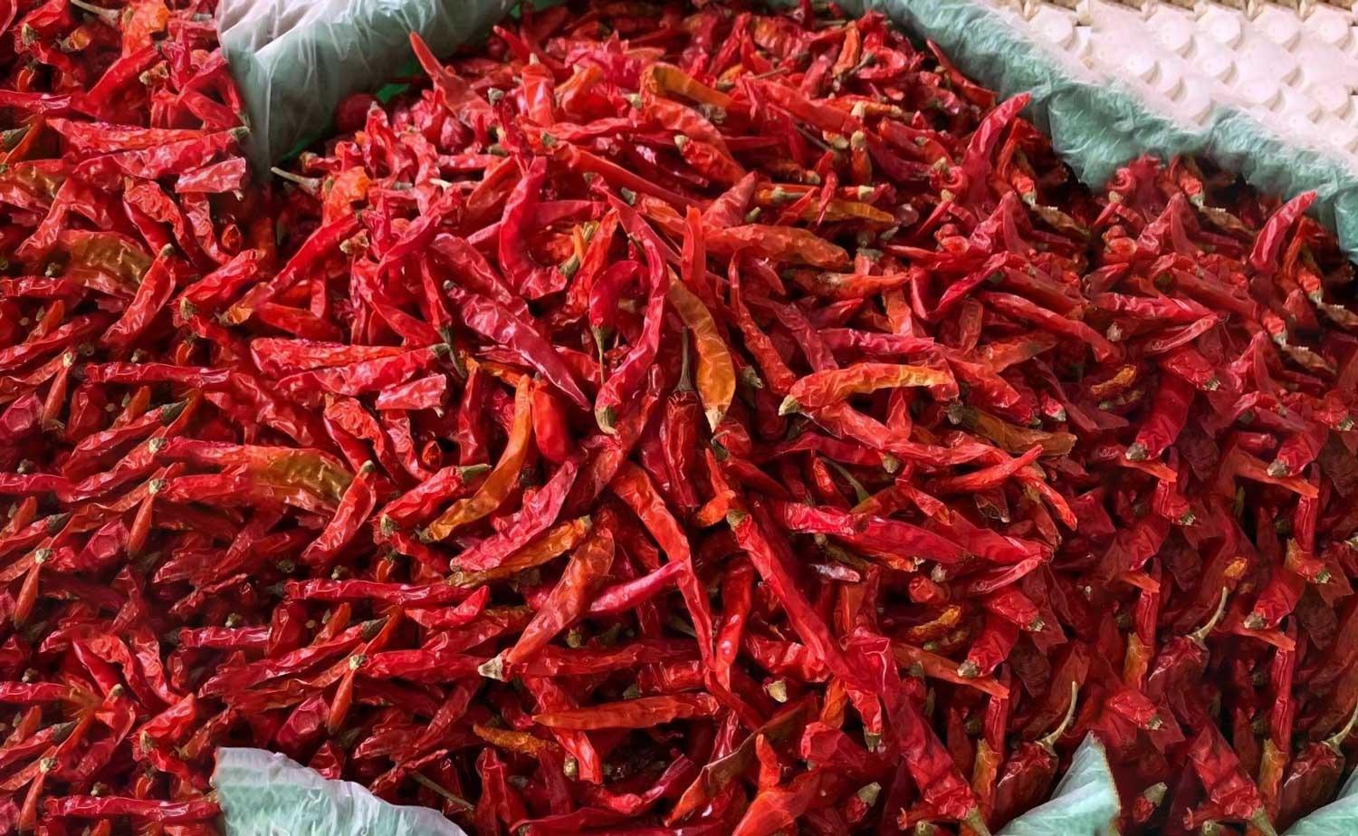 Premium Quality Dried Chilli Peppers For Wholesale Food Supply With Strong Flavor Bright Appearance And Reliable