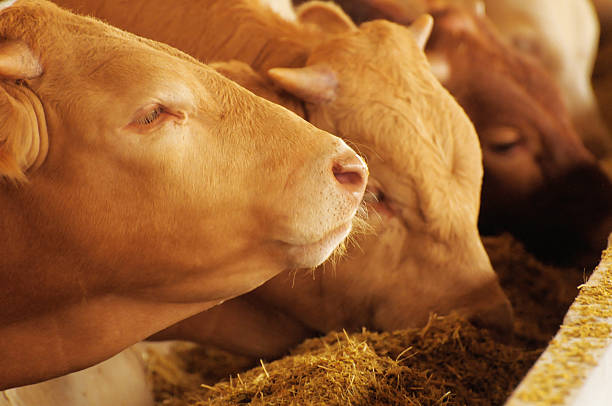 A Comprehensive Guide to Sourcing High-Quality Animal Cattle Feed: Top 4 Animal Cattle Feed Suppliers in Indonesia in Year 2025