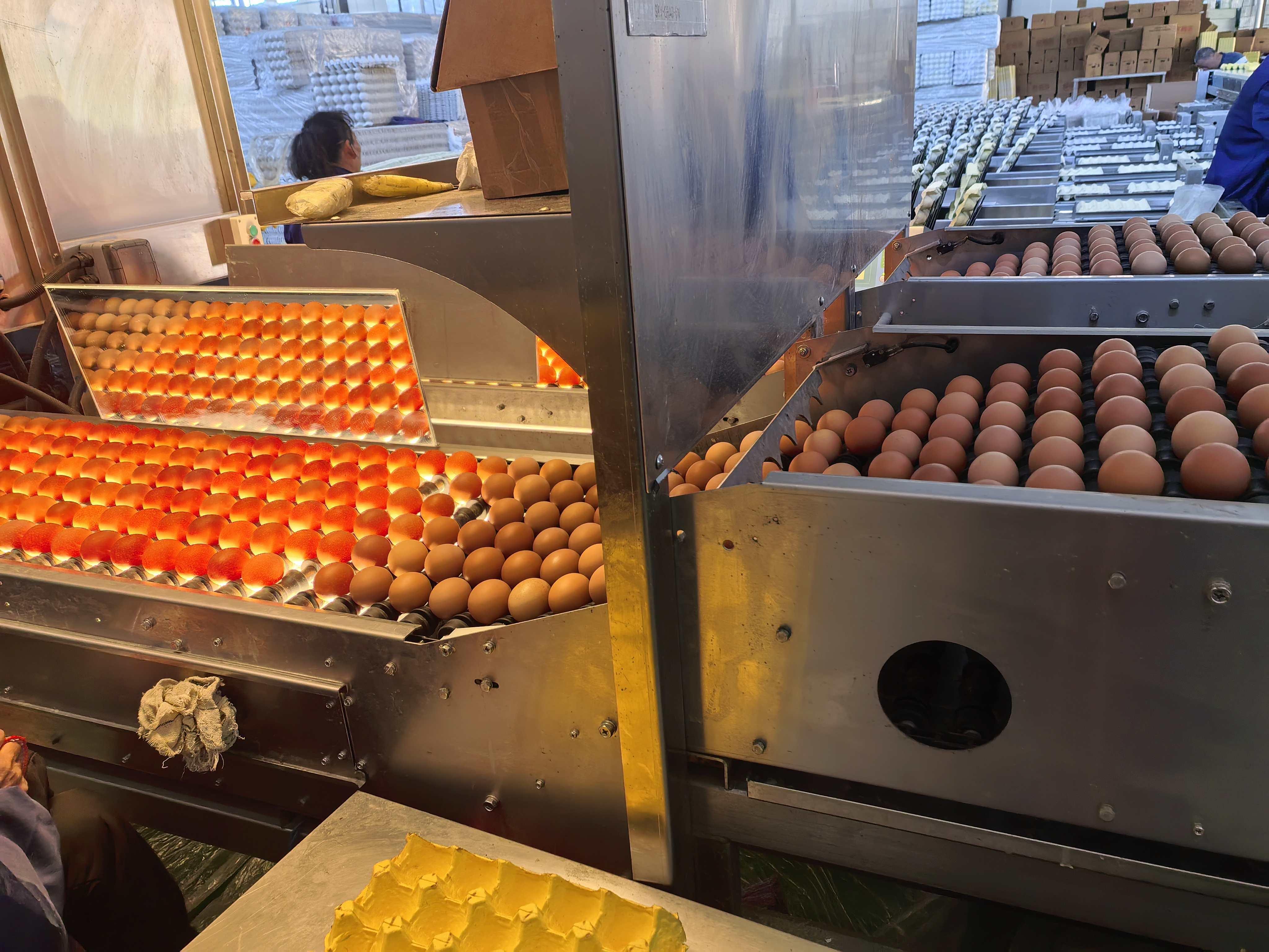 Egg Packaging