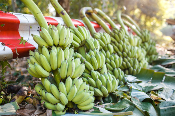 Top 5 Banana Suppliers in Brazil in Quarter 3 of 2025: Market Trends & Strategic Sourcing Insights