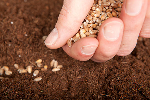 Seed Market Insights: Top 3 Seed Suppliers in Malaysia in Quarter 3 of 2025