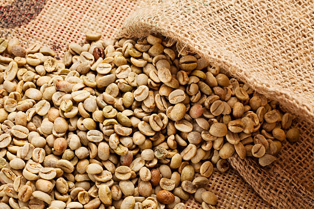 Top 8 Robusta Coffee Suppliers in Canada in July 2025