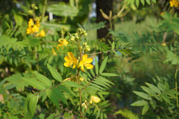 Top 8 Cassia Suppliers in China in Quarter 3 of 2025