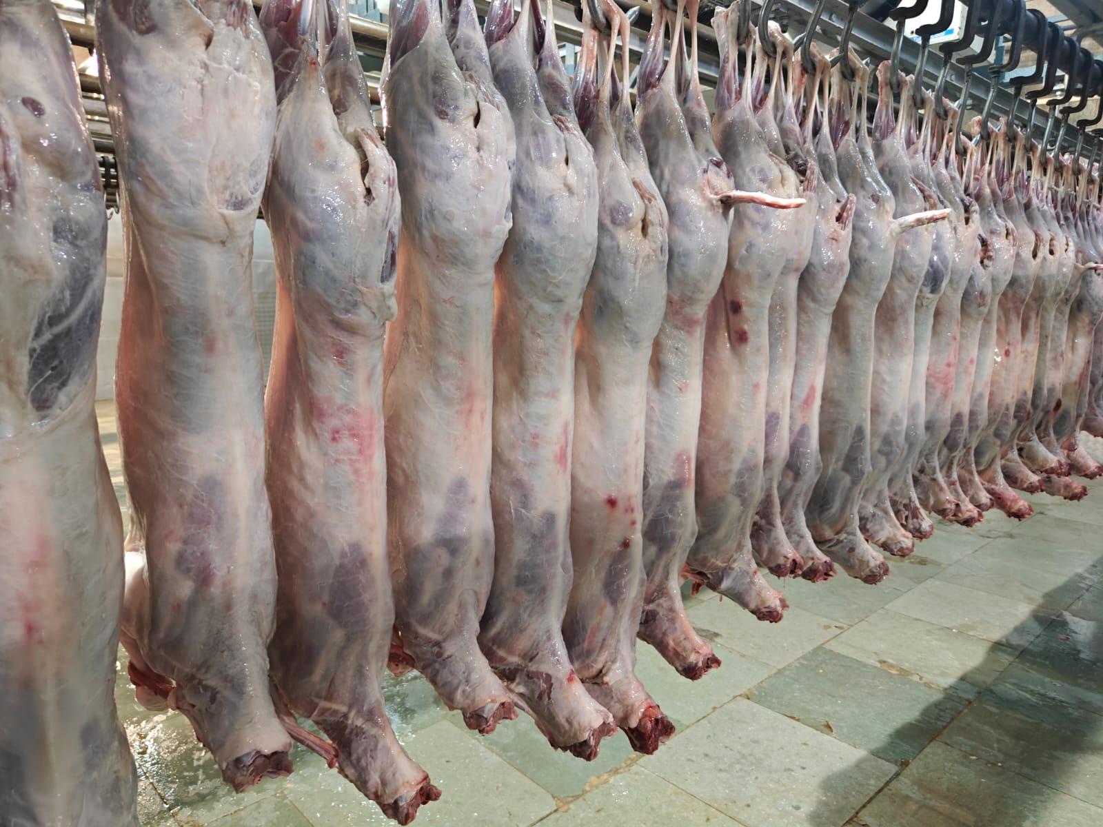 CHILLED SHEEP Age Lamb, Mutton Features Halal, No Artificial Flavors, No Preservatives
