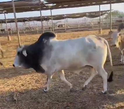 Cattle export Somaliland