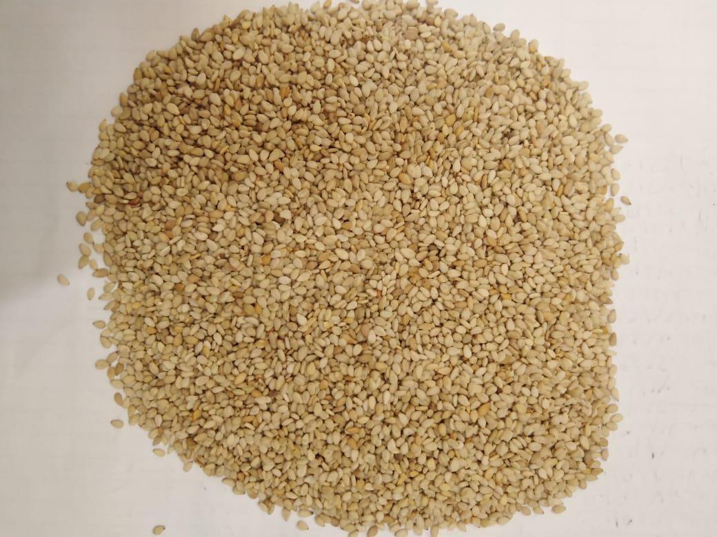 Egyptian white sesame seeds _ crop 2026