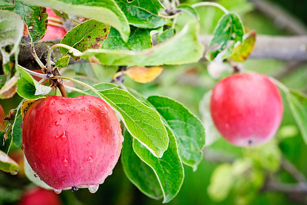 A Comprehensive Guide to Sourcing High-Quality Apple: Top 5 Apple Suppliers in France in Quarter 3 of 2025