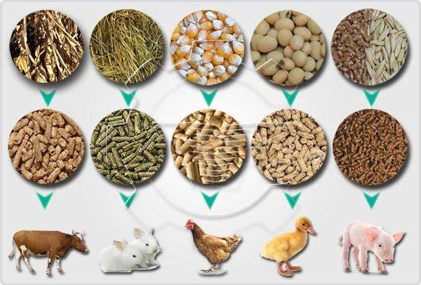 Animal Feed Product