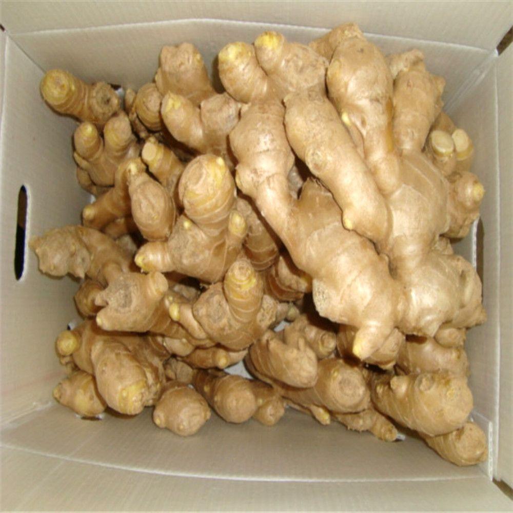 FRESH  GINGER Form Whole Delivery Form Bag Freshness Level Fresh Features Halal, Kosher, Organic