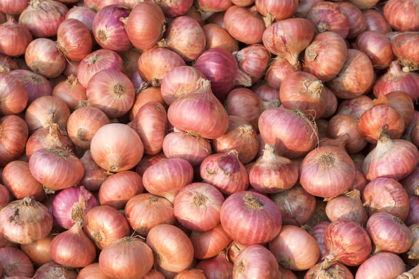 Top 6 Onion Suppliers in Italy in Year 2025: A Timely Look at the Italian Onion Market