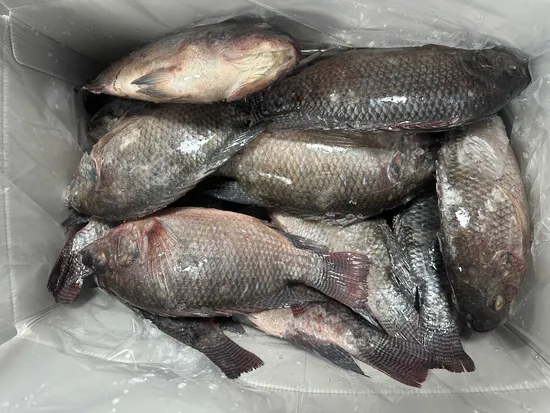 African Food Frozen Tilapia Fish Whole Round Frozen Black Tilapia Fish Price Per Kg for Sale