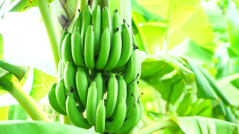 Your Expert Guide to Procuring Top-Tier Banana: Top 10 Banana Suppliers in Italy in August 2025
