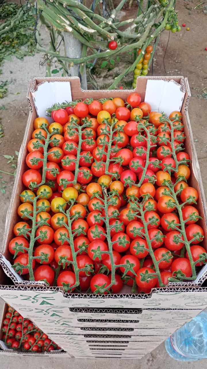 cherry tomatos