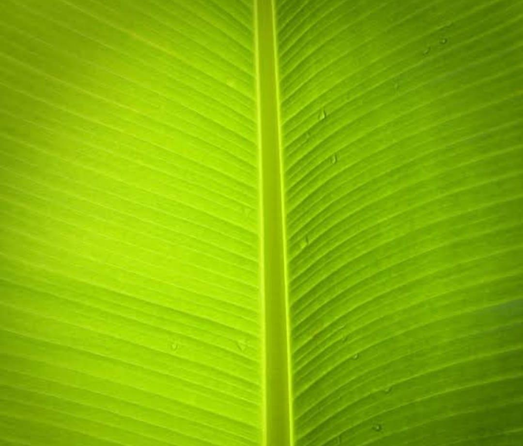 BANANA LEAVES