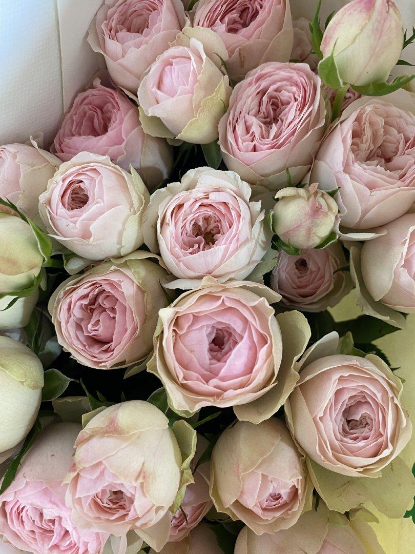 Grade A Flower Collection