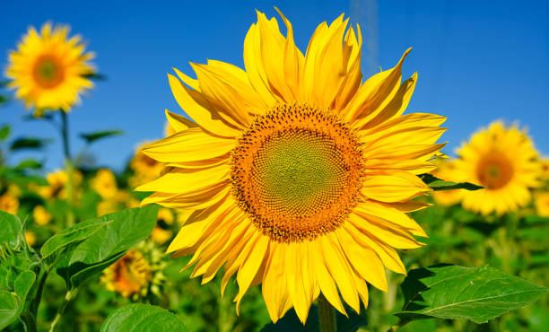 Top 8 Sunflower Suppliers in Germany in May 2025: Market Insights, Export Trends & Strategic Sourcing