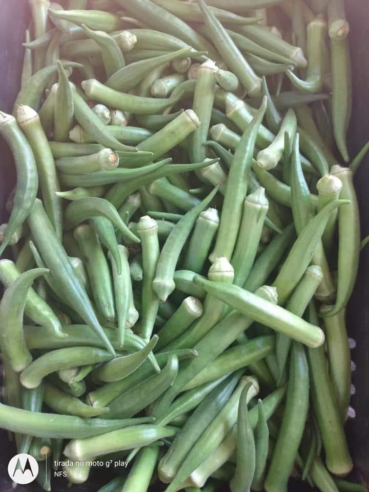 Vegetables – product photo, product description
