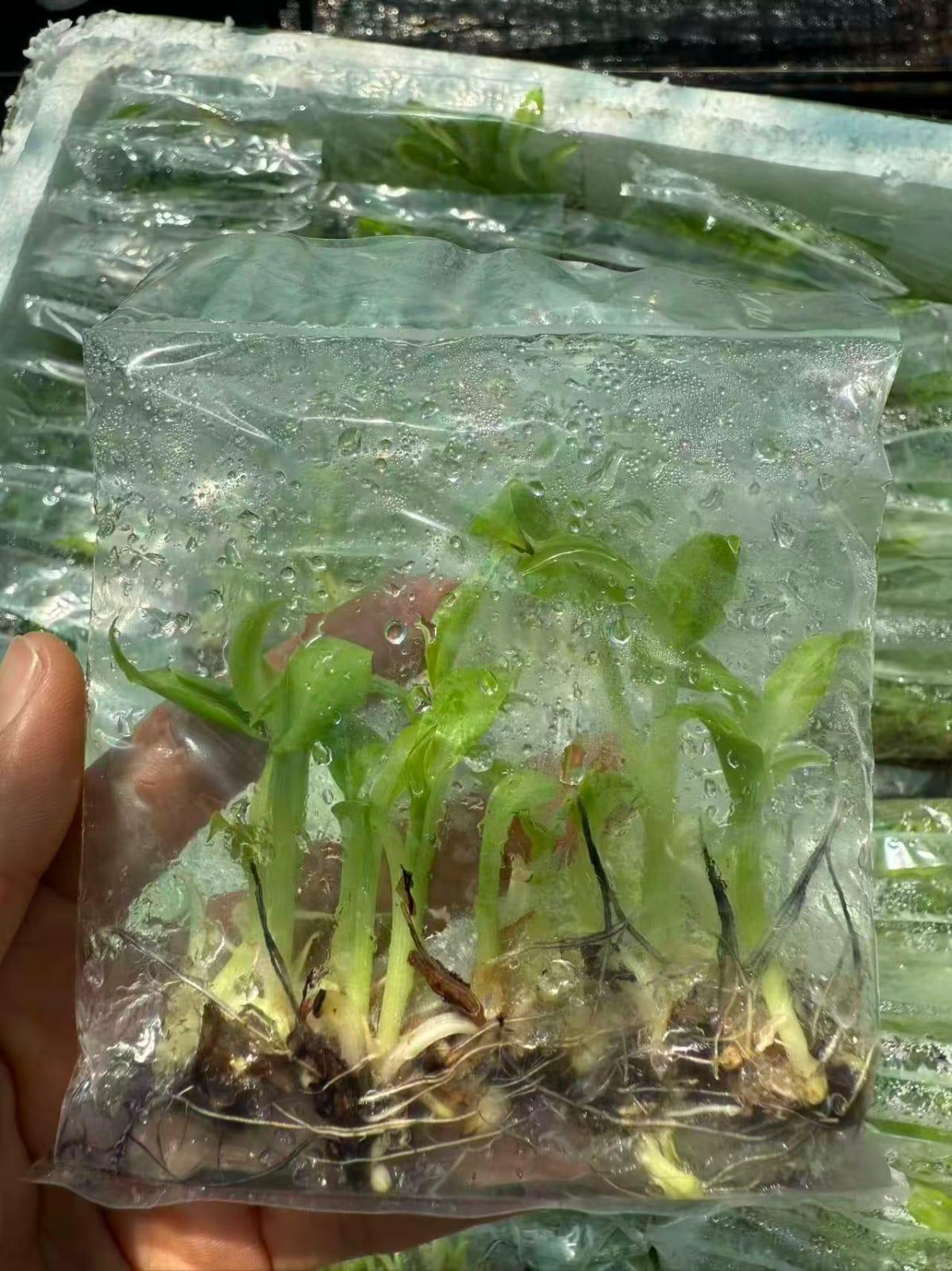 BANANA TISSUE CULTURE CAVENDISH