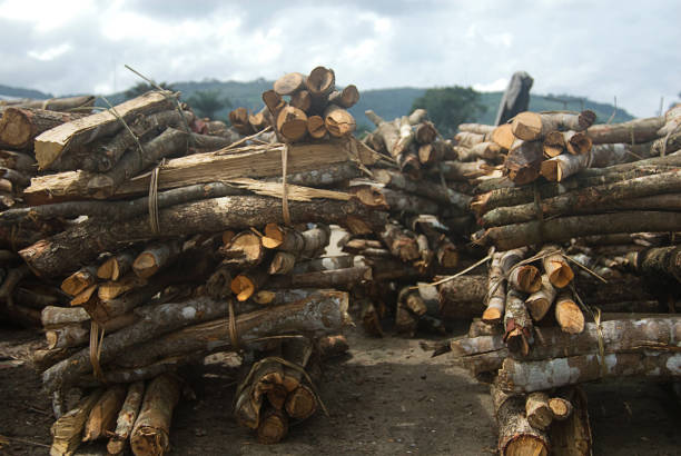 Top 5 Wood Suppliers in the Philippines in Year 2025: Export Leaders and Market Insights
