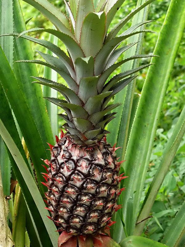 Premium Pineapples (Smooth Cayenne) Texture Juicy Juice Content High Weight Per Fruit 1.5kg To 2.5kg Weight (kg) 1.5kg to 2.5kg per fruit