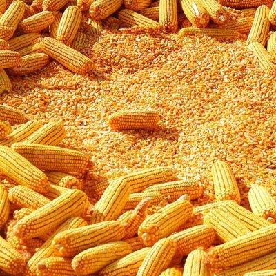 Corn / Maize – Animal Feed Grade B Moisture 12–13% Protein 8–10% min Aflatoxin < 20 ppb Foreign Matter 1–2% Broken Kernels 3–5%