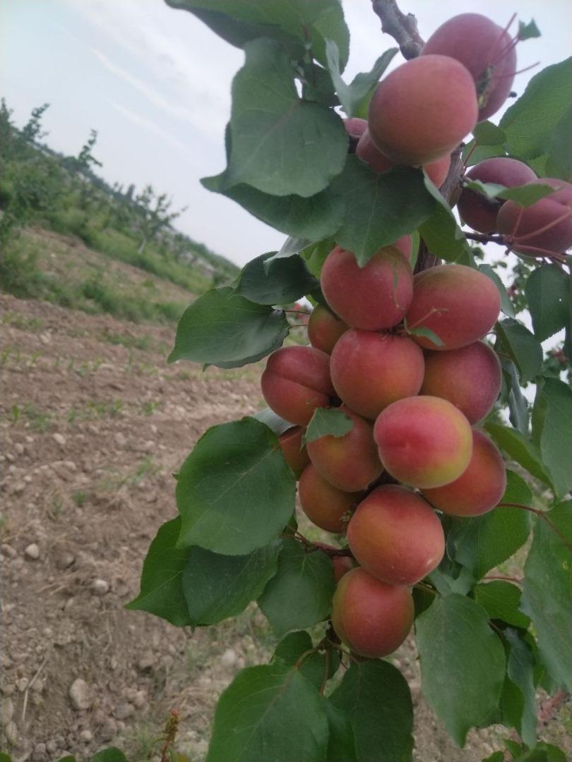 Fresh Apricots