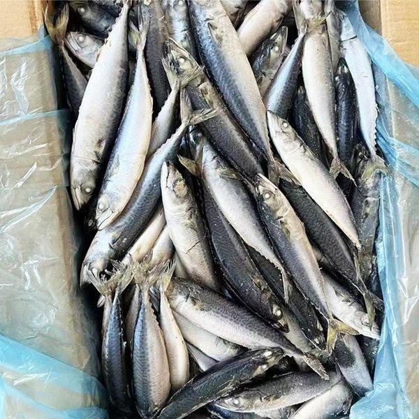 1. Pacific Mackerel (Scomber Japonicus) W/R block frozen 2. Albacore Tuna W/R