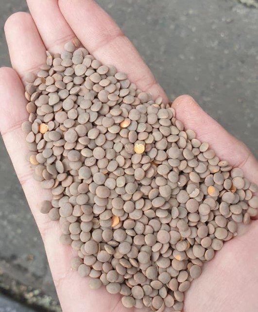 Crimson Lentils Husked