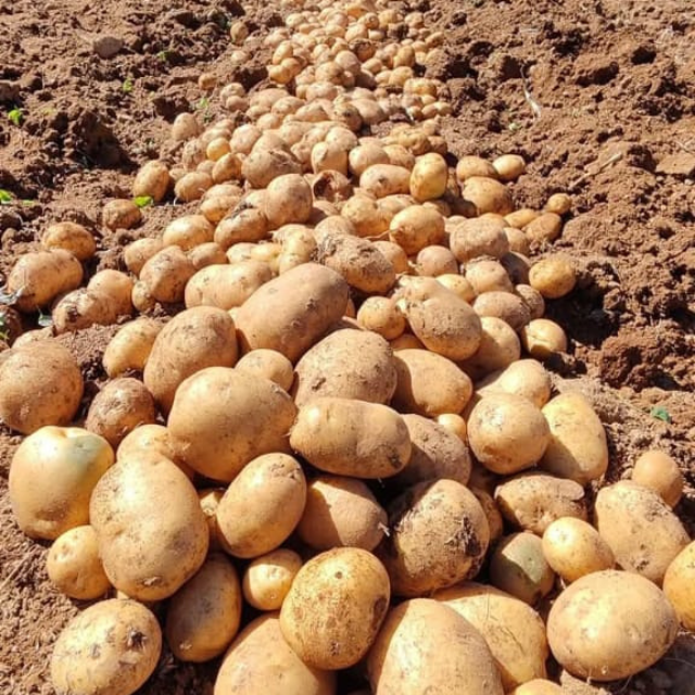 Fresh Potato Organic Yes Freshness Level Fresh