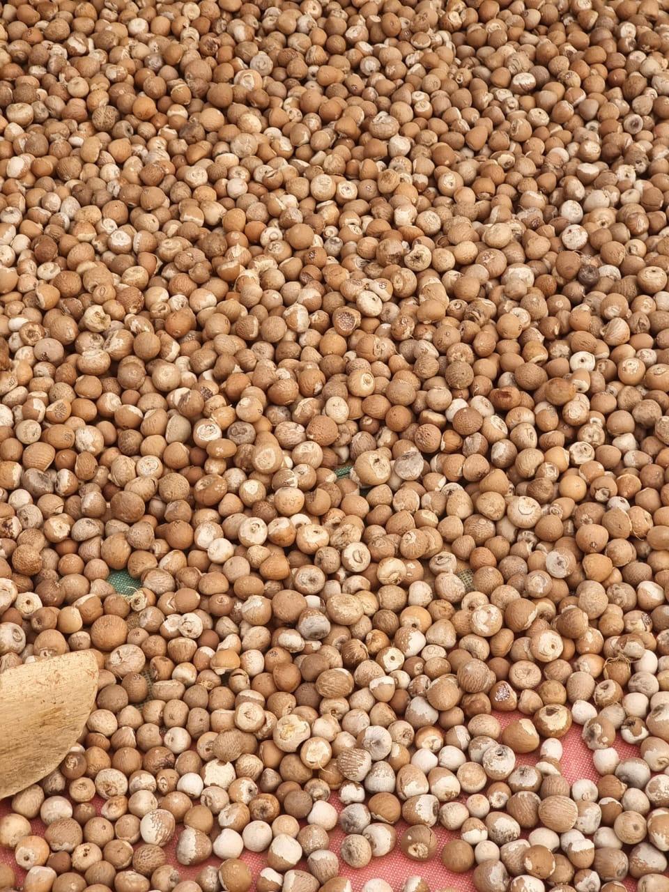 Betel nut Texture Natural Purity Sourcing Sustainable Farms Flavor Distinct Aroma, Deep Flavor Intended Use Traditional Use, Medicinal Applications, Daily Chewing