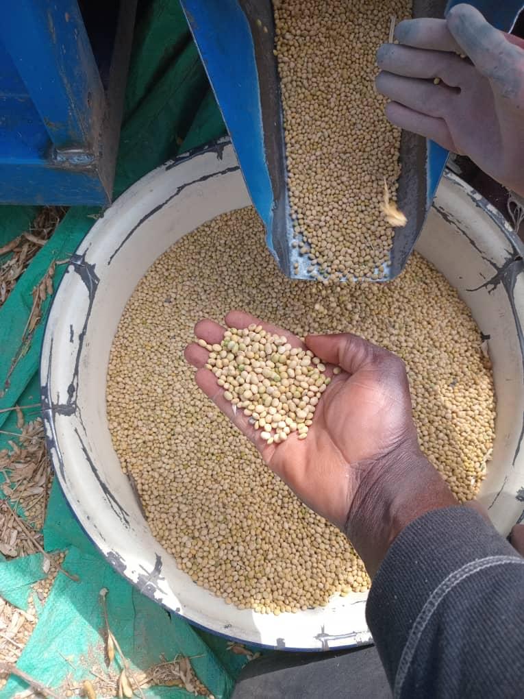 Bio Soybeans Image 1